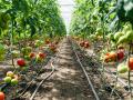 drip-irrigation-system-gardenline-10