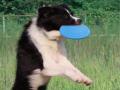 Koera frisbee pehme