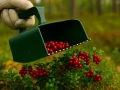 Marjakorjaja BerryMaster