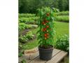 Tomatite pott Ø 29