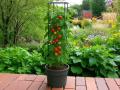 Tomatite pott Ø 29