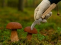 Grybų peilis su šepetėliu