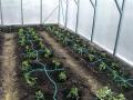 drip-irrigation-system-gardenline-12
