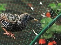 Anti-Bird netting for garden 2x5 m