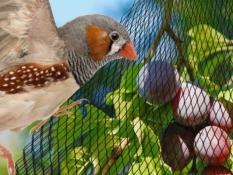 Anti-Bird netting for garden 2x10 m