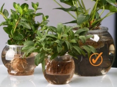 Hydroponic Pot L