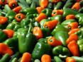 Paprika. Kuidas seda kasvatada?
