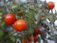 Vead tomatite kasvatamisel